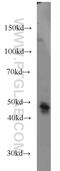 Adenosylhomocysteinase antibody, 66019-1-Ig, Proteintech Group, Western Blot image 