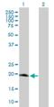 Mitochondrial Ribosomal Protein S25 antibody, H00064432-B01P, Novus Biologicals, Western Blot image 