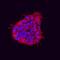 Testis-expressed protein 19.1 antibody, MAB66451, R&D Systems, Immunofluorescence image 