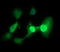 Tumor Protein P73 antibody, LS-C174783, Lifespan Biosciences, Immunofluorescence image 