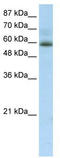 Zinc finger protein with KRAB and SCAN domains 4 antibody, TA339512, Origene, Western Blot image 