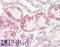 Sprouty RTK Signaling Antagonist 2 antibody, LS-B10618, Lifespan Biosciences, Immunohistochemistry frozen image 