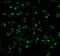 Receptor Interacting Serine/Threonine Kinase 2 antibody, 2183, QED Bioscience, Immunofluorescence image 