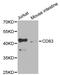 CD83 Molecule antibody, MBS127731, MyBioSource, Western Blot image 