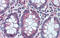 GATA Binding Protein 6 antibody, 25-032, ProSci, Immunohistochemistry frozen image 