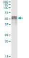 SCL antibody, H00051540-M09, Novus Biologicals, Immunoprecipitation image 