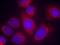 Protein Phosphatase 1 Regulatory Inhibitor Subunit 14A antibody, A05752, Boster Biological Technology, Immunofluorescence image 