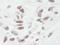 Serine/threonine-protein phosphatase 1 regulatory subunit 10 antibody, IHC-00050, Bethyl Labs, Immunohistochemistry frozen image 