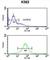 Small Cell Adhesion Glycoprotein antibody, abx032465, Abbexa, Western Blot image 