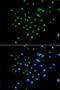 G Protein Nucleolar 3 antibody, LS-C335674, Lifespan Biosciences, Immunofluorescence image 