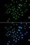 G Protein Nucleolar 3 antibody, LS-C335674, Lifespan Biosciences, Immunofluorescence image 