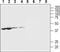 Pannexin 1 antibody, PA5-77358, Invitrogen Antibodies, Western Blot image 