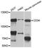 CD34 antibody, LS-C349147, Lifespan Biosciences, Western Blot image 