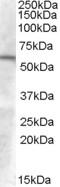 Beta-1,3-galactosyl-O-glycosyl-glycoprotein beta-1,6-N-acetylglucosaminyltransferase 3 antibody, STJ71415, St John