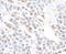 GAPDH antibody, A300-639A, Bethyl Labs, Immunohistochemistry frozen image 
