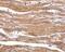 Beta-Secretase 2 antibody, PA1-30765, Invitrogen Antibodies, Immunohistochemistry frozen image 