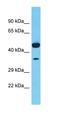 Transmembrane Protein 168 antibody, orb325504, Biorbyt, Western Blot image 