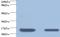 Retinol Binding Protein 4 antibody, LS-C211910, Lifespan Biosciences, Western Blot image 