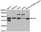 Basic Leucine Zipper Nuclear Factor 1 antibody, LS-C334712, Lifespan Biosciences, Western Blot image 