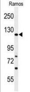 Rho GTPase Activating Protein 30 antibody, PA5-24919, Invitrogen Antibodies, Western Blot image 