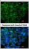 Interferon Regulatory Factor 6 antibody, NBP2-16990, Novus Biologicals, Immunocytochemistry image 