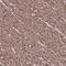 Transmembrane protein 92 antibody, HPA063009, Atlas Antibodies, Immunohistochemistry frozen image 