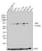 SRC Proto-Oncogene, Non-Receptor Tyrosine Kinase antibody, GTX19336, GeneTex, Western Blot image 