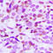 High Mobility Group 20B antibody, LS-C356102, Lifespan Biosciences, Immunohistochemistry frozen image 