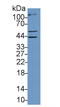 MYCL Proto-Oncogene, BHLH Transcription Factor antibody, LS-C299648, Lifespan Biosciences, Western Blot image 