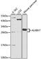 AlkB Homolog 7 antibody, MBS126308, MyBioSource, Western Blot image 