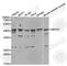 SMYD Family Member 5 antibody, A6191, ABclonal Technology, Western Blot image 