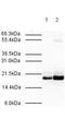 Mitotic Arrest Deficient 2 Like 2 antibody, orb345442, Biorbyt, Western Blot image 