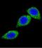Argininosuccinate Synthase 1 antibody, LS-B10705, Lifespan Biosciences, Immunofluorescence image 
