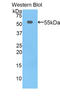 Thymidine Phosphorylase antibody, LS-C296626, Lifespan Biosciences, Western Blot image 