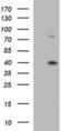 Uracil Phosphoribosyltransferase Homolog antibody, MA5-26286, Invitrogen Antibodies, Western Blot image 