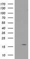 Baculoviral IAP Repeat Containing 5 antibody, LS-C172544, Lifespan Biosciences, Western Blot image 