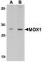Mesenchyme Homeobox 1 antibody, A02262, Boster Biological Technology, Western Blot image 