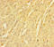Transmembrane Protein 109 antibody, LS-C394466, Lifespan Biosciences, Immunohistochemistry paraffin image 