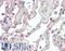 Secretin Receptor antibody, LS-C47118, Lifespan Biosciences, Immunohistochemistry frozen image 