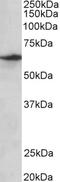 Myosin IB antibody, 42-874, ProSci, Western Blot image 