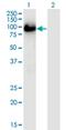 BCL2 Associated Athanogene 3 antibody, H00009531-M01A, Novus Biologicals, Western Blot image 