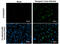 Dengue virus antibody, GTX630557, GeneTex, Immunofluorescence image 