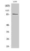 Cadherin 7 antibody, GTX34240, GeneTex, Western Blot image 