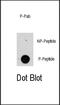 Regulatory Associated Protein Of MTOR Complex 1 antibody, MBS9213802, MyBioSource, Dot Blot image 