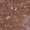 Coatomer Protein Complex Subunit Epsilon antibody, PA5-60425, Invitrogen Antibodies, Immunohistochemistry frozen image 