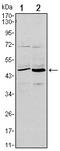 CD86 antibody, AM06519SU-N, Origene, Western Blot image 