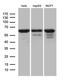 Far Upstream Element Binding Protein 3 antibody, LS-C799925, Lifespan Biosciences, Western Blot image 