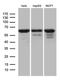 Far upstream element-binding protein 3 antibody, LS-C799925, Lifespan Biosciences, Western Blot image 