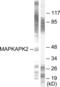 MAPK Activated Protein Kinase 2 antibody, LS-C117528, Lifespan Biosciences, Western Blot image 