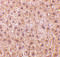 RING1 and YY1-binding protein antibody, 2227, QED Bioscience, Immunohistochemistry frozen image 